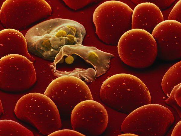 ciclo vitale della malaria plasmodium