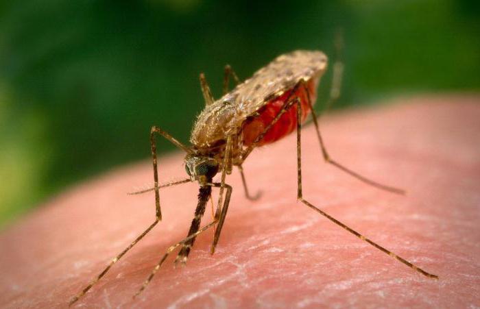 Plasmodium malárie intermediární hostitel