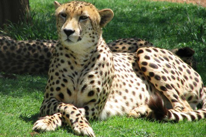Maksymalna prędkość geparda (ciepło-zimno)
