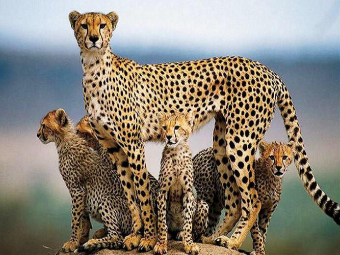 Maximální rychlost gepardů v km