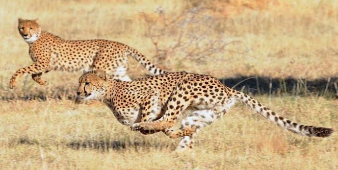 Максимална брзина фотографија гепарда