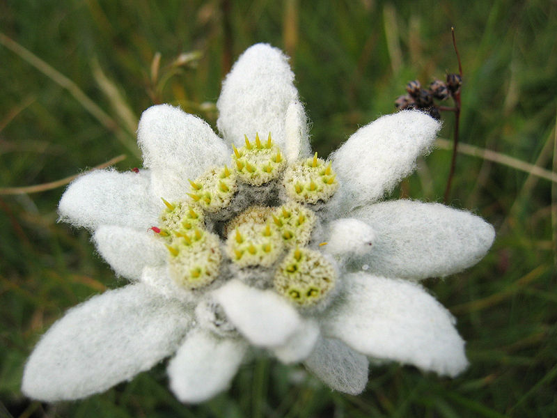 Edelweiss - rastlina, ohranjena za Ignat