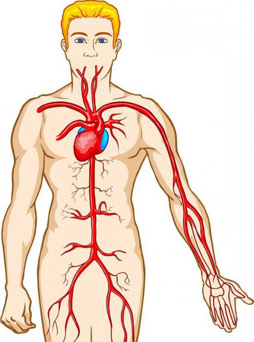 flusso di sangue attraverso i vasi sanguigni