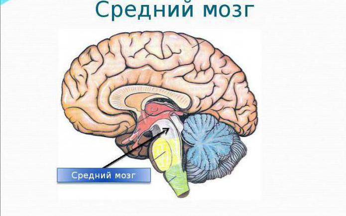 starosne značajke srednjeg mozga