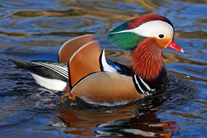 Mandarinska patka - najljepša patka