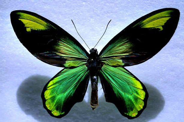 najpiękniejszy motyl na świecie