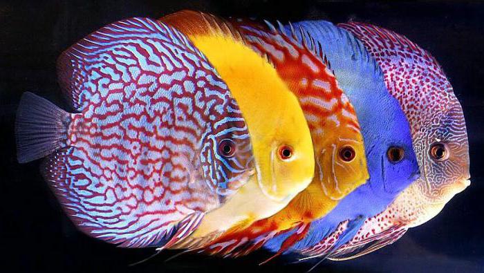 най-красивата риба