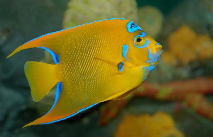 nejkrásnější ryby na světě zajímavé fakty