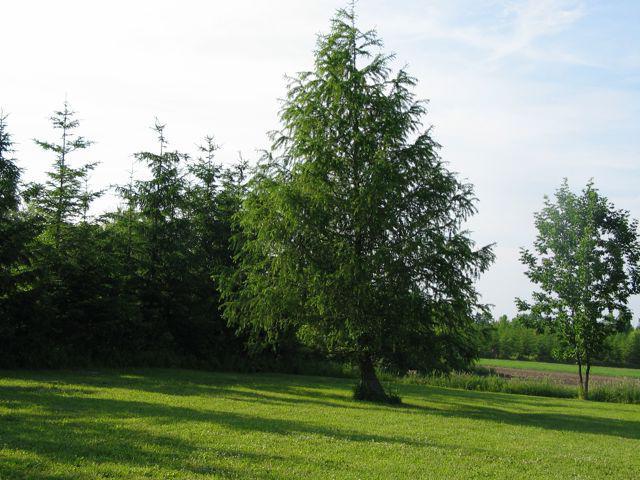 symbol stromu Ruska