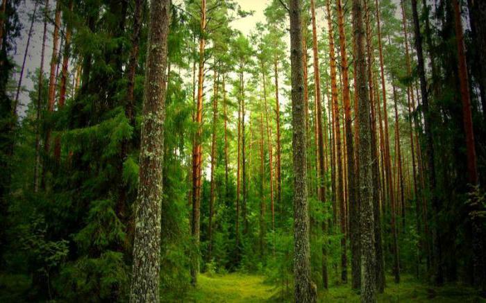 Ruska breza