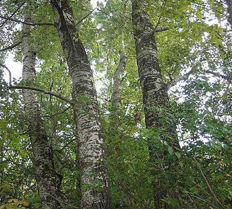 L'albero più comune in Russia è la betulla