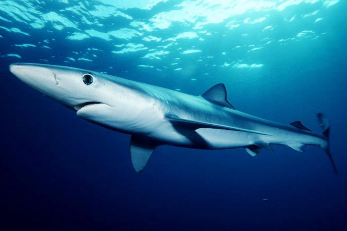 најопаснија ајкула на свету