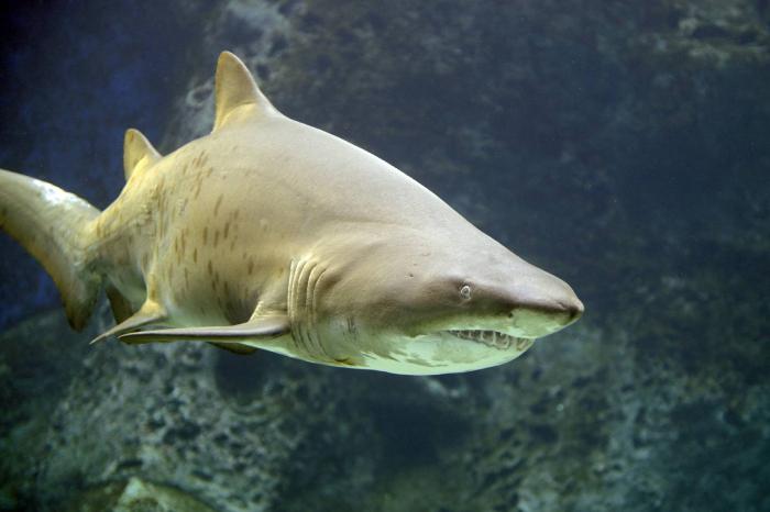 najbolj nevarnih morskih psov na svetu