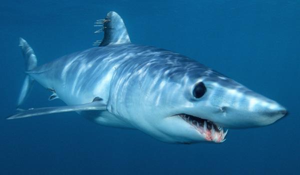 što je najopasniji morski pas na svijetu
