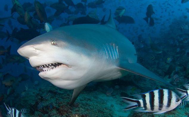 najbardziej niebezpieczny rekin na świecie dla ludzi