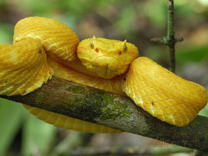 i serpenti più pericolosi del mondo