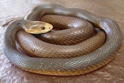 седемте най-опасни отровни змии