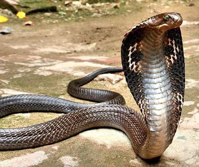 най-опасните змии на нашата планета