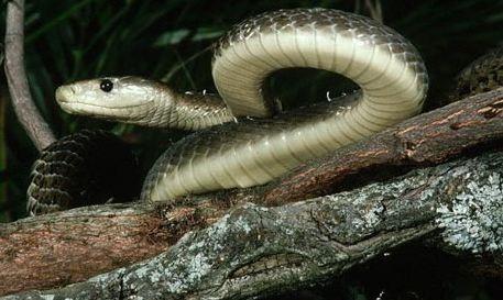 най-отровните змии в света