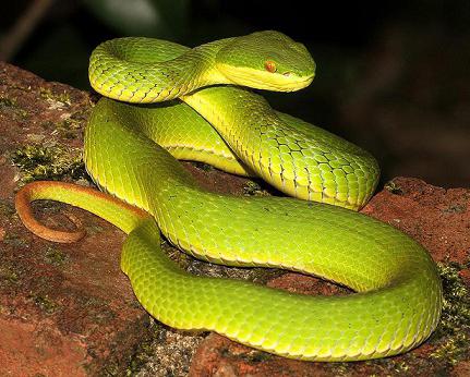 най-отровните змии в света, отколкото са опасни