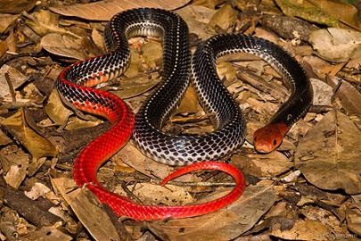 deset nejvíce jedovatých hadů na planetě