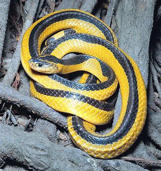 najbardziej niebezpieczny wąż w rankingu światowym