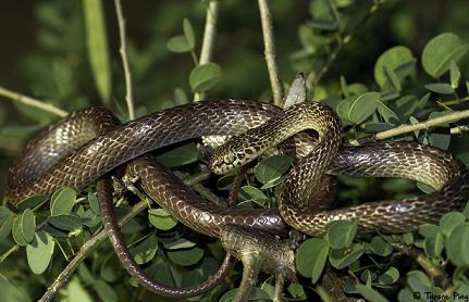 10 najlepszych jadowitych węży na planecie