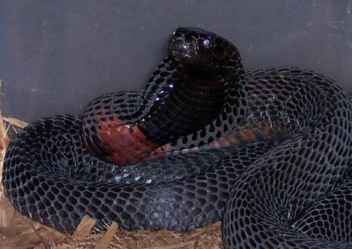 hady jsou nejnebezpečnějšími plazy na světě
