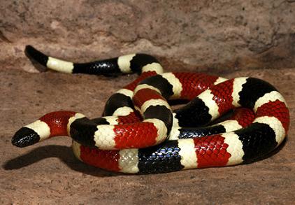 най-опасните и отровни змии са големи и красиви