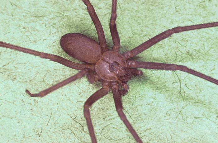 brazylijski pająk wędrowny