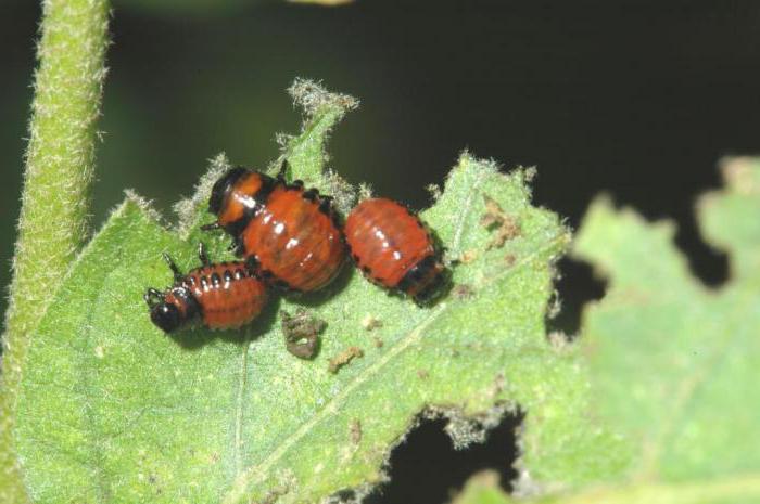 най-ефективното лекарство за прегледите на колорадския бръмбар