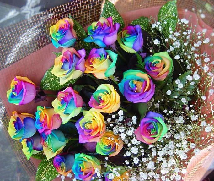 rose arcobaleno
