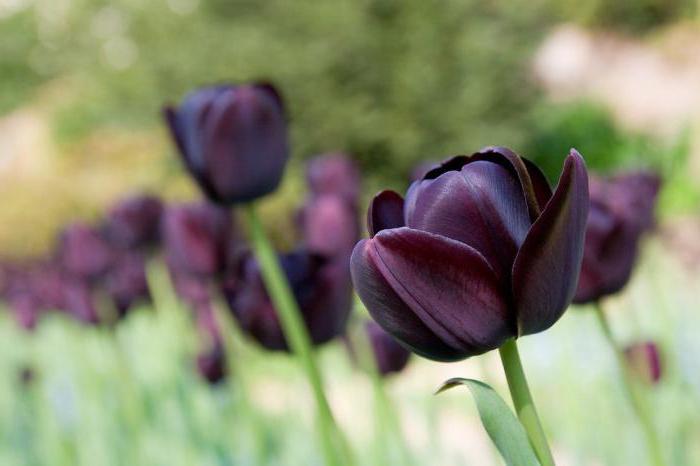 černý tulipán květina