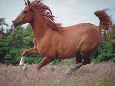 najskuplji konj na svjetskoj fotografiji