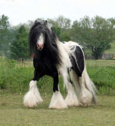 најскупља врста коња у свету