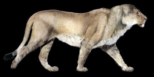 predatori preistorici leone americano