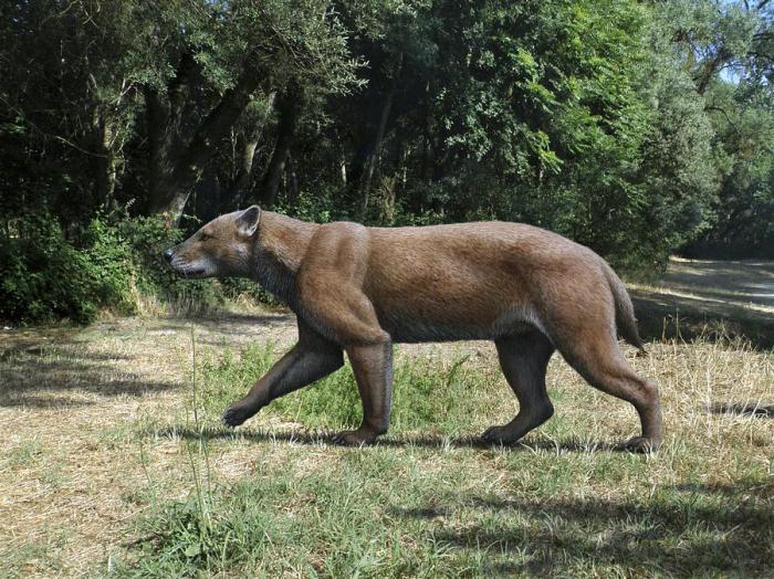 prehistorycznych drapieżników niedźwiedzia pies