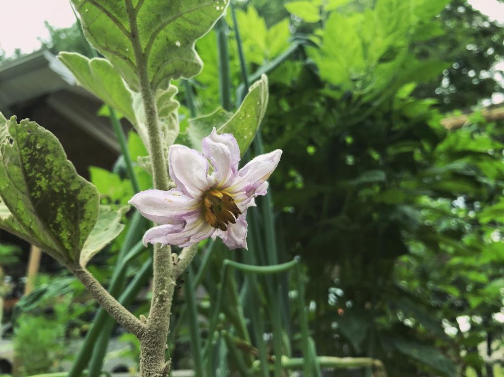 cvatu patlidžana