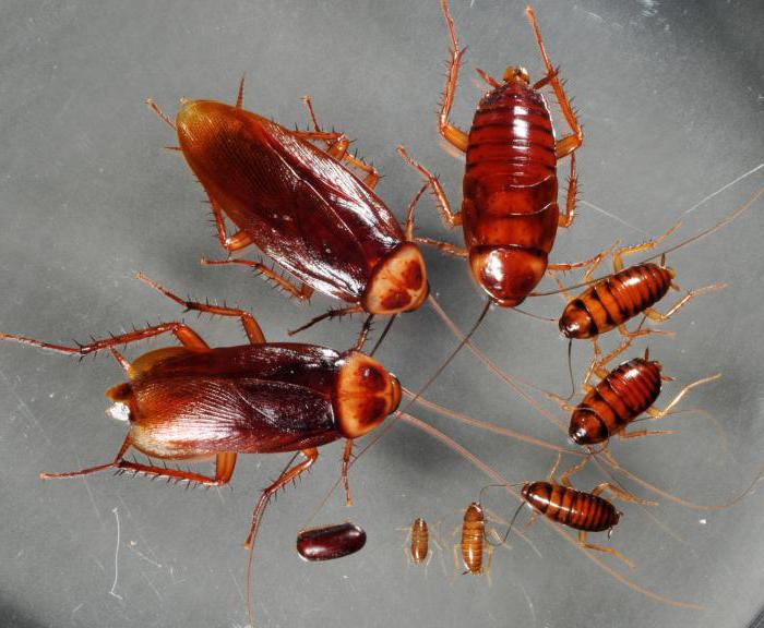 интересни факти от живота на насекомите