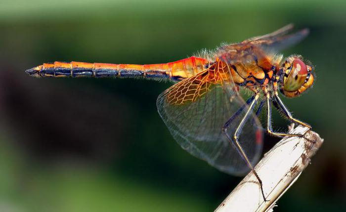 zanimljive činjenice o insektima