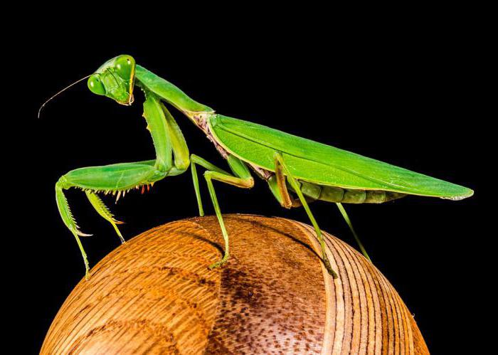 интересни факти от живота на насекомите