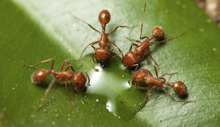 zanimivosti o mravljicah