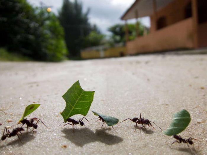 zajímavé fakty o mravenci pro děti