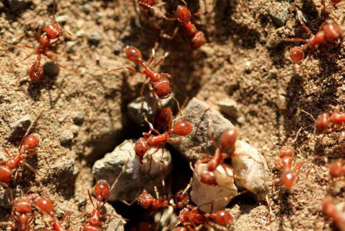 ciekawe fakty z życia mrówek