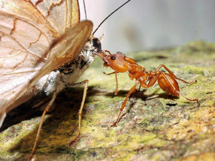 најзанимљивије чињенице о мравима