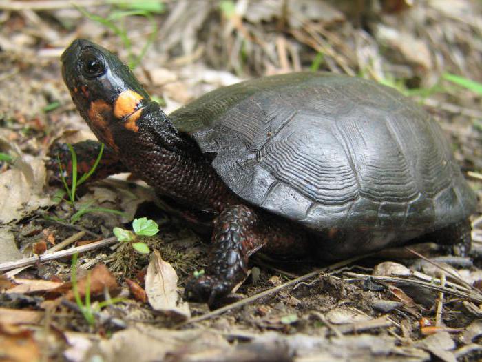 najciekawsze fakty o żółwiach