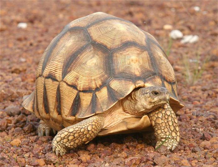 żółw lądowy interesujące fakty