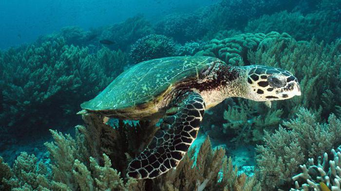 fatti interessanti sulle tartarughe marine