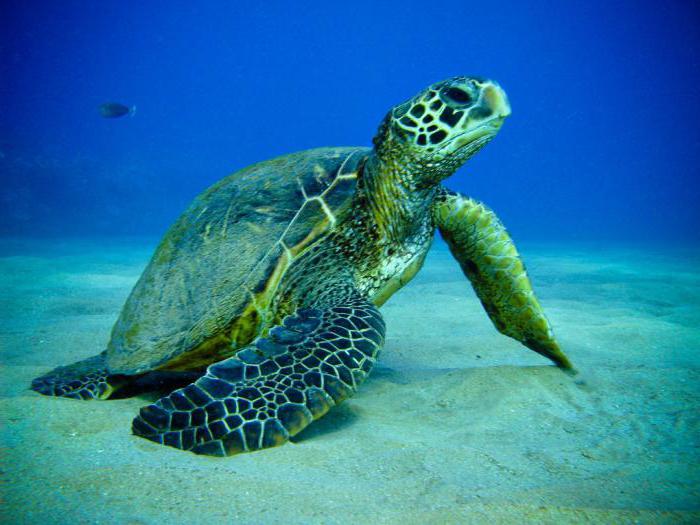 интересни факти за морски костенурки