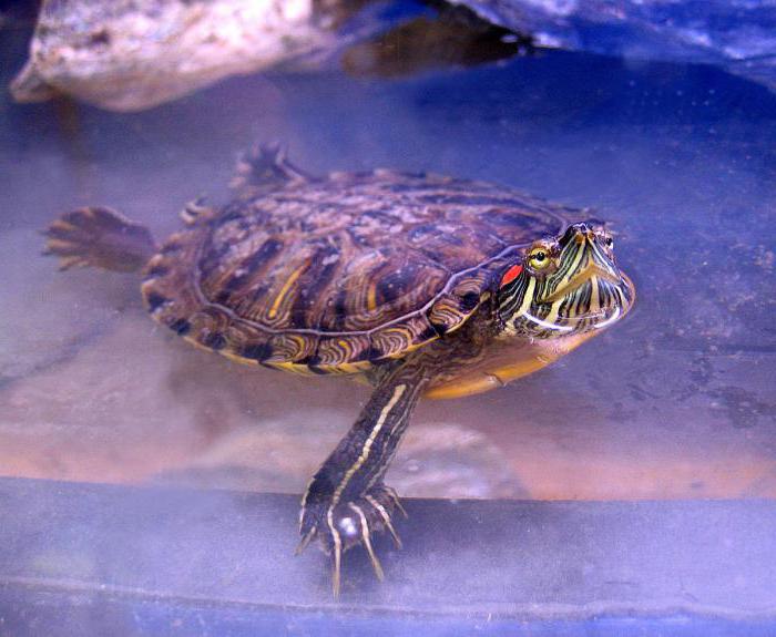 interesujące fakty o żółwiach